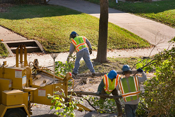 How Our Tree Care Process Works  in Fairfield Harbour, NC